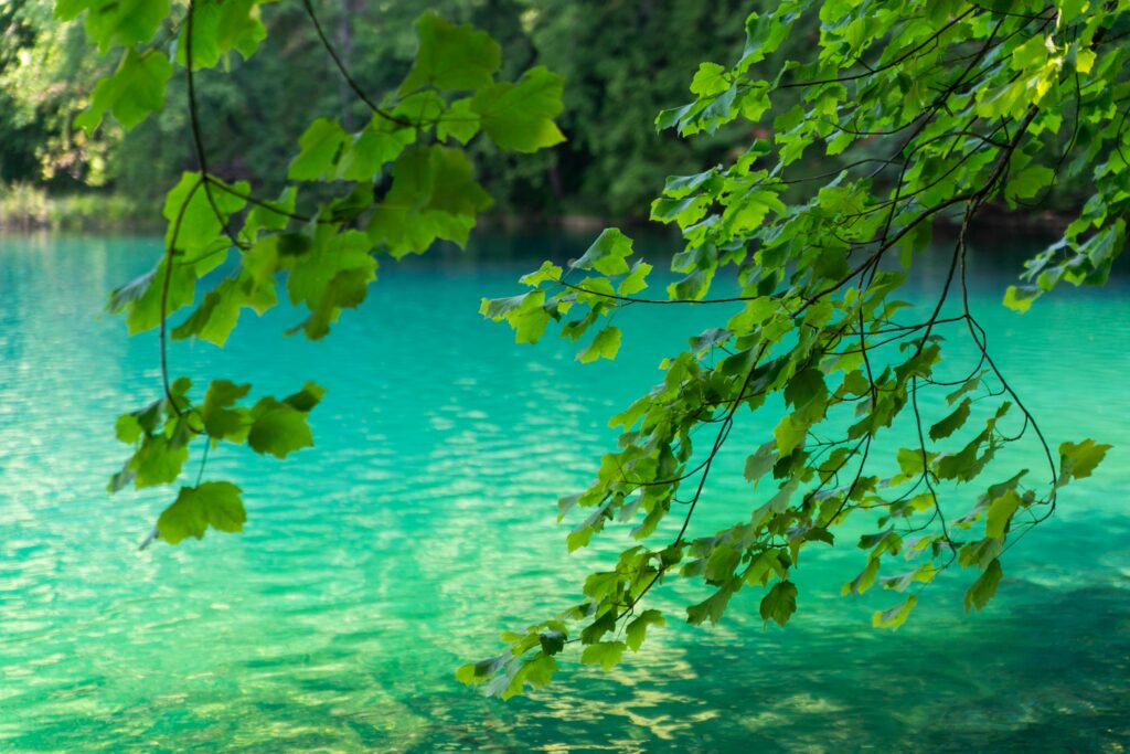 Vibrant green foliage over serene turquoise water at Plitvice Lakes, Croatia.